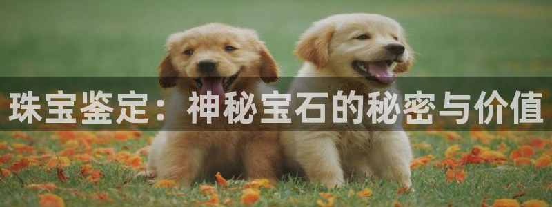 新航娱乐公司艺人