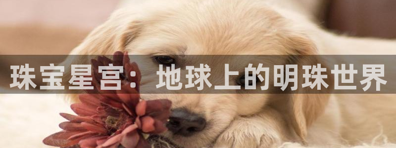 新航娱乐公司地址在哪里